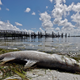 In this Aug. 6, 2018, file photo, a dead Snook lies dead due to red tide in Bradenton Beach, Fla.